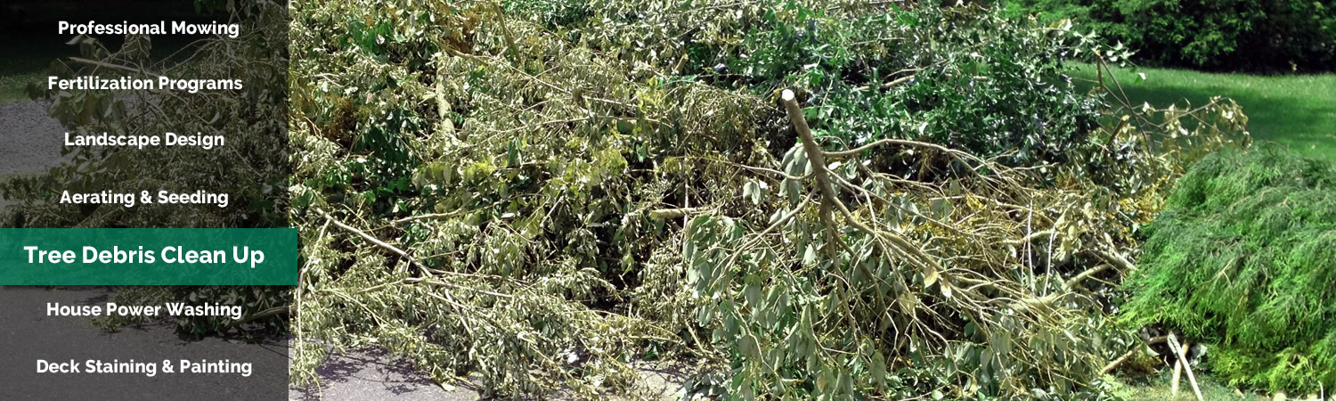 Tree Debris Clean Up